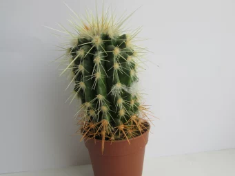 Кактус, cactus 0340
